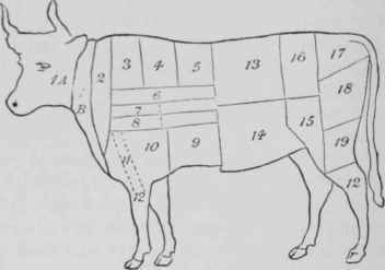 Explanation of diagram of the usual Scotch mode of cutting up an ox.