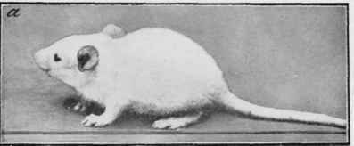 Ox Flesh I The Effect Of An Ox Flesh Diet On Very 32