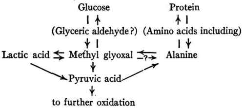 Formation Of Carbohydrate From Protein 33