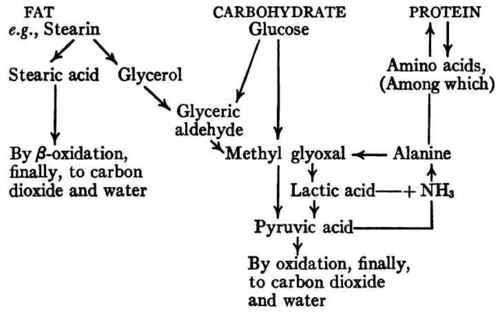 Nitrogen Balance When Feeding Isodynamic Quantitie 46