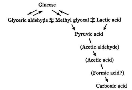 Oxidation Of Carbohydrate 29