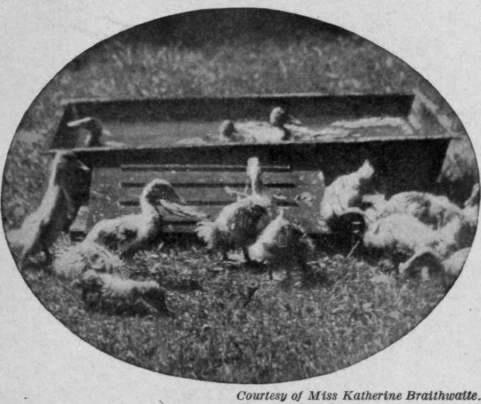 Fig. 128.   Raising ducks is a possible occupation. An old iron sink is used for a swimming pool.