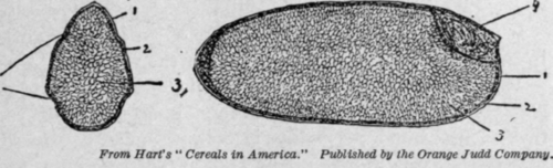 Fig. 72. Sections of a rice kernel: I, bran coat; 2, aleurone layer, containing valuable mineral salts; 3, cells packed with starch grains; 4, germ, containing fat and mineral matter.