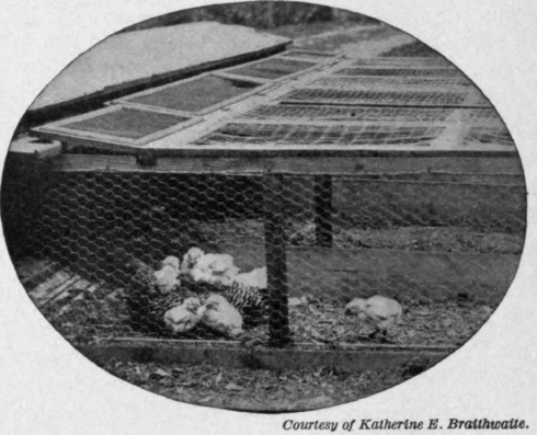 Fig. 79.   Sallie and her White Wyandotte babies.