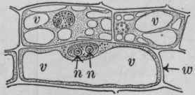 Adult vegetable cells.