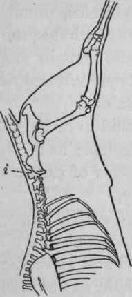 BONES MUSCLES.