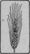 Barley.