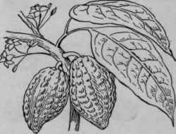 Branch of cocoa tree.