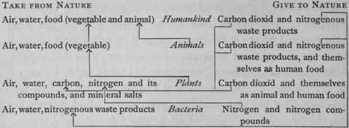 Carbon passes through the atmosphere to plants; nitrogen.