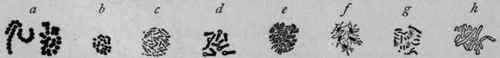 Disease producing Bacteria.