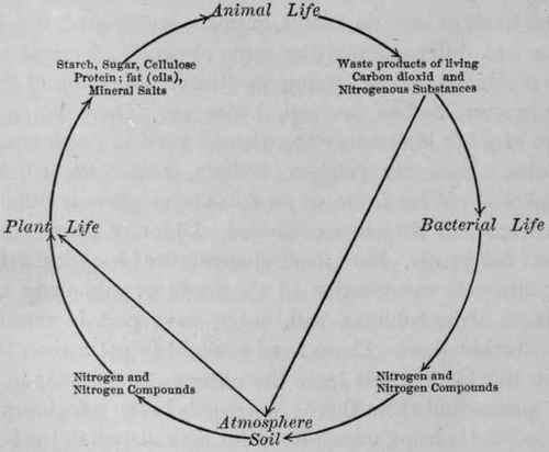 Food Cycle Bacteria Plants Animals Humankind 44