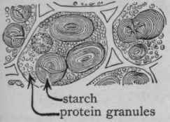 PEA CELLS(After Sachs).