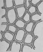 Plant cell. Cellular structure (After Konig).