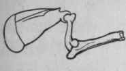 Position of shoulder bone.