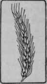 Rye.