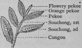 Tea leaves.