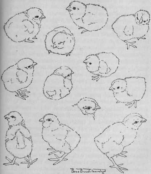 YOUNG CHICKENS.