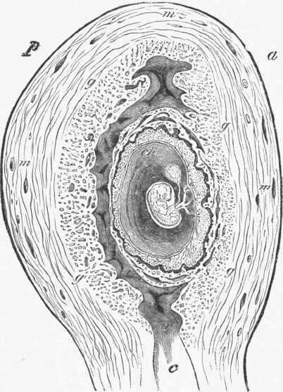 Anteroposterior section through a gravid uterus and ovum of five weeks (semi diagrammatic).