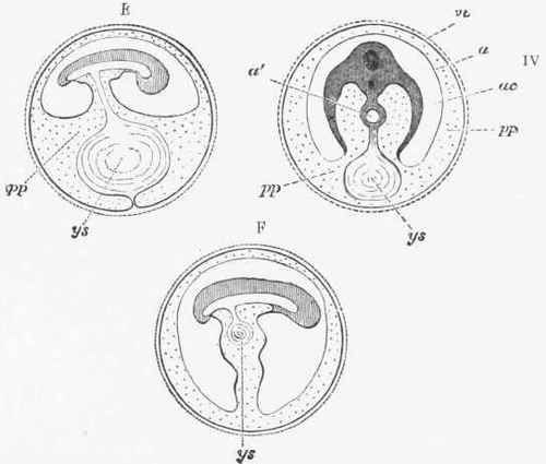 B. Diagrammatic sections of an embryo, showing the destiny of the yolk sac.