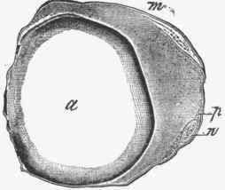 Cell from connective tissue containing large fat globule (a), and showing protoplasm (p), and nucleus (n) {m), membrane.
