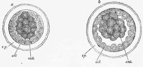 Changes In The Ovum Subsequent To Impregnation 282