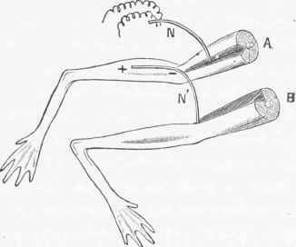 Diagram illustrating the arrangement in the Rheoscopic Frog.
