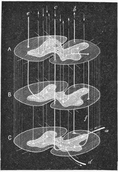 Diagram illustrating the course taken by the fibres in the spinal cord.