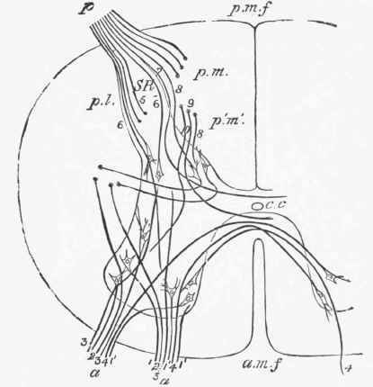 Diagram illustrating the paths probably taken by the fibres of the nerve roots on entering the spinal cord.