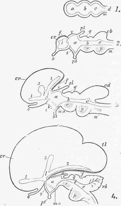 Diagram illustrating the progressive changes in the development of the brain.