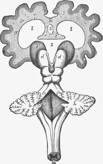 Diagram of Brain and Medulla Oblongata. (Cleland).