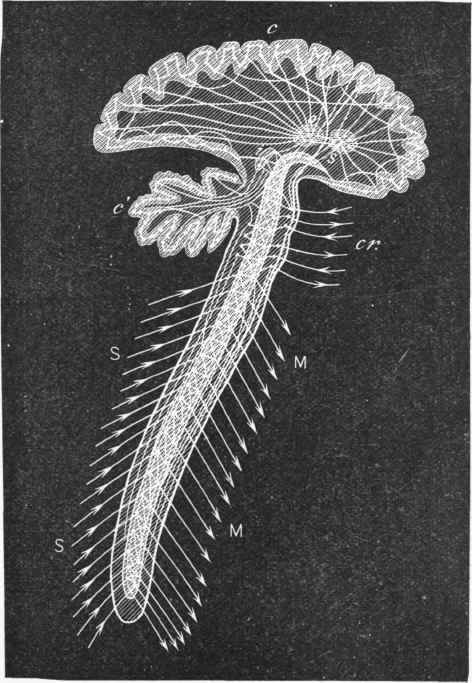 Diagram of some of the paths taken by nerve impulses in the brain and spinal cord.