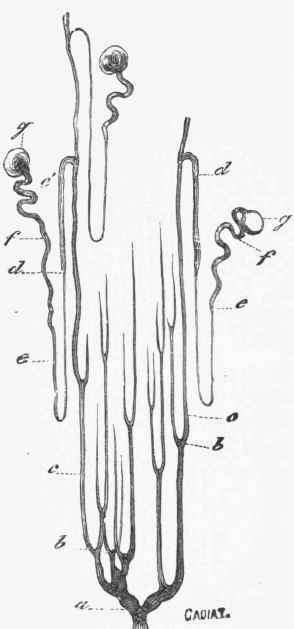 Diagram of the Tubules of the Kidney. (Cadiat).