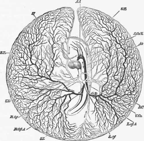 Diagram of the circulation of a chick at the end of the third day.