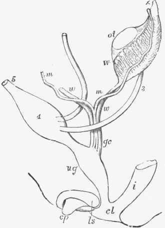 Diagram of the genital organs of an embryo previous to sexual distinction.