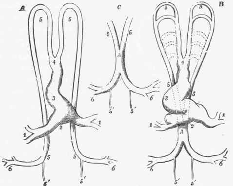 Diagram of the heart and principal arteries of the chick.