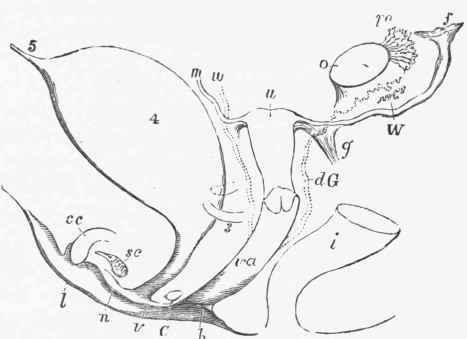 Diagram of the sexual organs of a female embryo. {Allen Thomson).