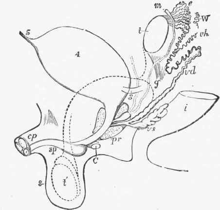Diagram of the sexual organs of the male embryo. {Allen Thomson).