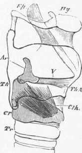 Diagram of the side view of the larynx, showing the position of the vocal cords (V).