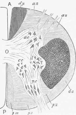 Diagram of transverse section of the cervical parts of the spinal cord, showing the white tracts supposed to be functionally distinct by differences of shading.