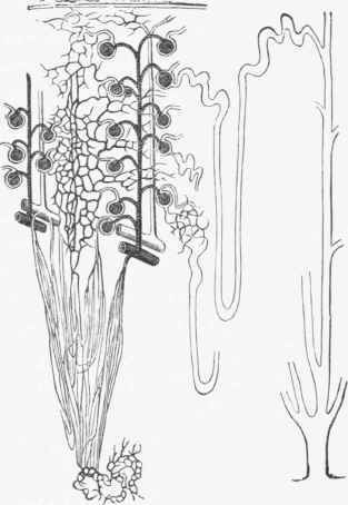 Diagram showing the relation borne by the blood vessels to the tubules of the kidney.