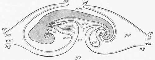 Diagrammatic longitudinal section of a chick on the fourth day.