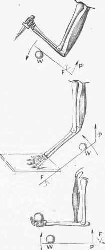 Diagrams showing the mode of action of the three orders of levers (numbered from above downward) illustrated by the action of the elbow joint.