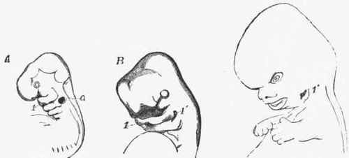 Different stages of the development of the head and face of a human embryo.