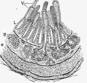 Drawing of transverse section of the duodenum showing Brunner's Glands (b) opening into Lieberkiihn's follicles (l), (v) villi, (m) muscular coats.