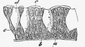 Epithelial cells, some of which are filled with mucus (d), forming gobletlike cells.