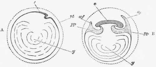 Formation Of The Membranes 1 The Amnion 286