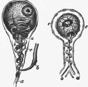 Ganglion cells of frog, showing straight and spiral fibres.