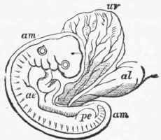 Human embryo of about three weeks. {Allen Thomson).