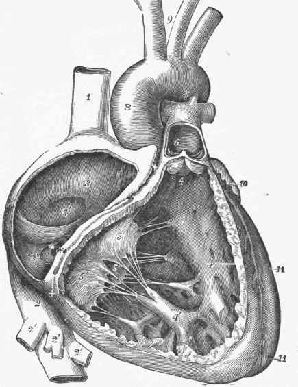 Interior of Right Auricle and Ventricle exposed by the removal of a part of their walls.