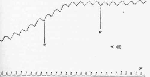 Kymographic tracing showing the effect on the blood pressure curve of stimulating the central end of the depressor nerve in the rabbit.